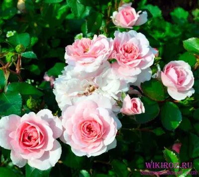 Роза Боника (Bonica 82) обильноцветущая. | Загородные идеи | Дзен