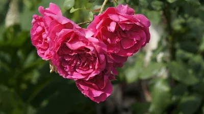 Розовая Роза Боника 82 — стоковые фотографии и другие картинки Bonica Rose  - Bonica Rose, Без людей, Горизонтальный - iStock