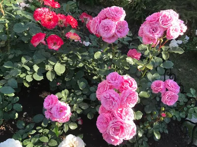 Купить Роза флорибунда Боника 82 Rose floribunda Bonica 82 - в питомнике  Флорини