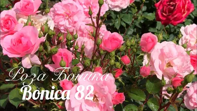 Купить Роза флорибунда Боника 82 Rose floribunda Bonica 82 - в питомнике  Флорини