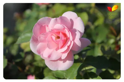Роза флорибунда Боника 82 (Bonica 82) - Розы флорибунды, купить с доставкой  по Москве и Московской области, цены за штуку, названия, фото
