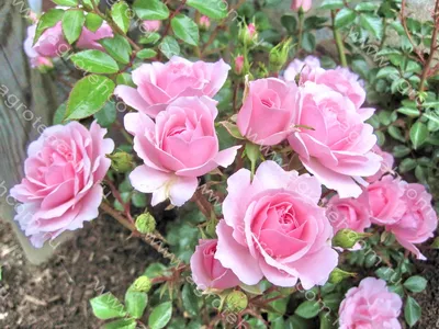 Роза почвопокровная Боника 82 (Rose Bonica 82)