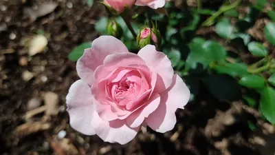 Красивые розы. Роза Боника-82 (3 зона) - YouTube