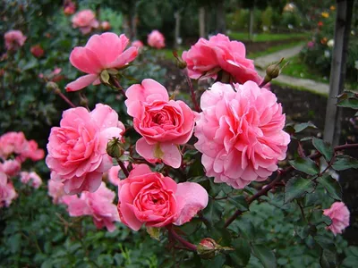 Сравнение роз Боника-82 и Роял Боника. | Милая Роза | Дзен