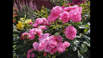 Саженцы роз в Казахстане on Instagram: \"🌹🌹🌹Роза \"Боника 82\" ,  ❗❗❗ЗАКОНЧИЛАСЬ Bonica 82 - полиантовый сорт розы, высотой от 60 до 150 см.  с поникающими побегами. Цветки розовые, махровые с мягким ароматом,