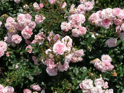 Роза почвопокровная Боника - 73 фото