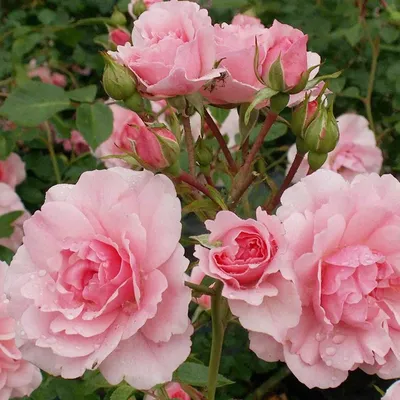 Роза «Боника 82»: описание сорта, особенности посадки и уход за растениями  из класса флорибунда