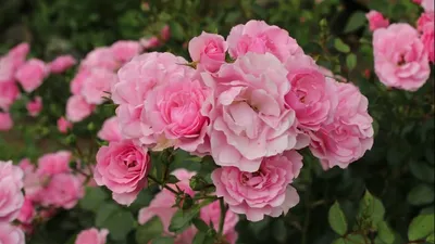 Купить саженцы Боника (Bonica) розы с доставкой по России - Магазин  саженцев Gardenson
