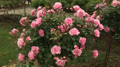 Купить Роза флорибунда Боника 82 Rose floribunda Bonica 82 - в питомнике  Флорини