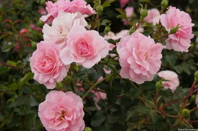 Роза флорибунда Боника - цветущий розовый ковер - YouTube