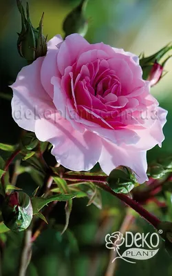 Роза Боника 82 Фото И Описание – Telegraph