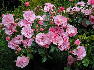Купить Роза флорибунда Боника 82 Rose floribunda Bonica 82 - в питомнике  Флорини