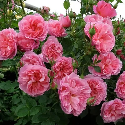 Роза английская \"Боскобель\" (Rose English \"Boscobel\") - Питомник и Садовый  центр Русские Деревья