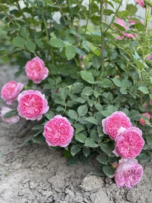 Boscobel | Roses' Name