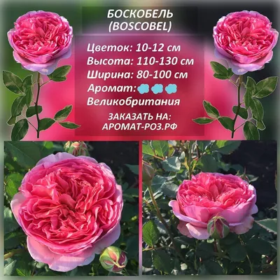 Роза Боскобель от Дэвида Остина Купить - Идеальный Выбор для Вашего Сада