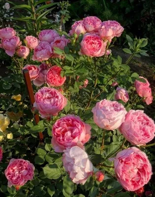 Роза английская `Боскобель`, Rosa (S) `Boscobel` ® | СадПарад