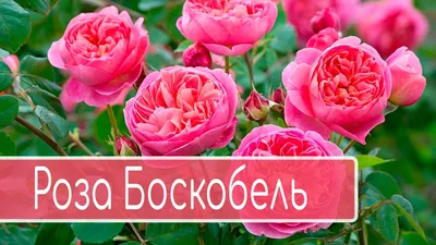 Роза Боскобель (Boscobel) - Московский ОАЗИС
