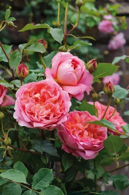 Роза Транквиллити Rosa park Tranquillity (Дэвид Остин David Austin Rose) -  KrapivaShop