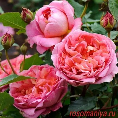 Роза Боскобель. (Boscobel) АНГЛ купить в интернет-магазине ЦВІТСАД с  доставкой по Украине