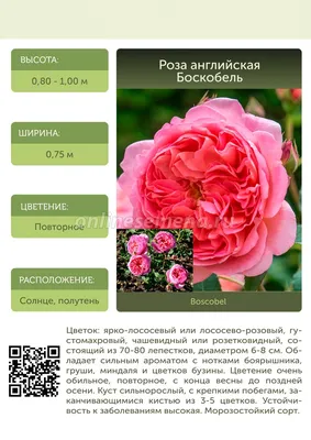 Купить Боскобель / Boscobel | Садовый центр \"Садовод\" г. Тольятти
