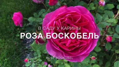 Боскобель (Boscobel)