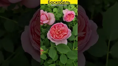 Роза Боскобель (С6) (НН) английская Киров - Магазин Садовник