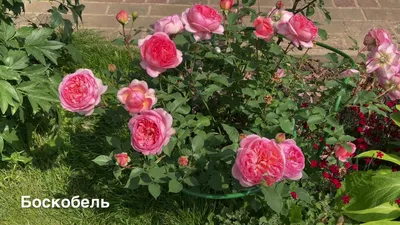 Роза 'Боскобель' (парковая) (розовая) купить по цене 1.150,00 руб. руб. в  Москве в садовом центре Южный