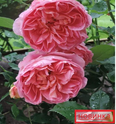 Роза Boscobel (Боскобель)🌹 - купить саженцы в Украине | FLORIUM.UA✓