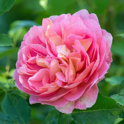 Саженец Роза Боскобель (Rosa Boscobel) купить в Москве по низкой цене из  питомника, доставка почтой по всей России | Интернет-магазин Подворье