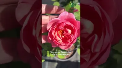 Роза Дэвида Остина \"Боскобель\" - «Настоящая королева сада!» | отзывы