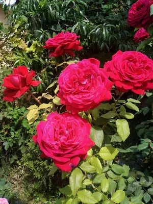 Pin by Elladia on роза❤ царица цветов! | Hybrid tea roses, Growing roses,  Rose