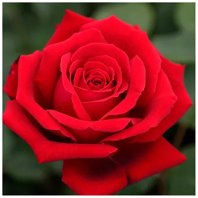 Shrub rose BOTERO Meiafone — jardineriadelvalles