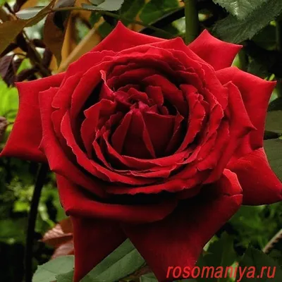 Саженцы розы ботеро купить в Москве по цене от 690 рублей