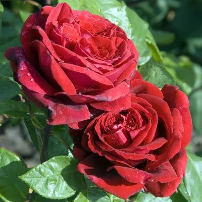 Роза чайно-гибридная Ботэро (Botero) купить саженцы почтой из питомника  «АГРОФОНД»