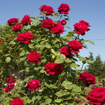 Саженцы розы ботеро купить в Москве по цене от 690 рублей