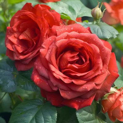 Роза Clb Botero (Сиб Ботеро) – Ваш сад