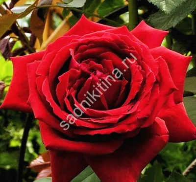 Чайно-гибридная роза Botero /Rosa/ - Розы - Kаталог - stadi-sakstagals.lv