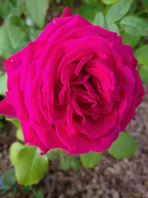 Саженцы розы чайно гибридной Ботеро (Botero) купить в Москве по цене от 490  до 1990 руб. - питомник растений Элитный Сад