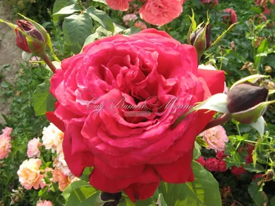 Роза сорта Ботеро (Botero) (чайно-гибридная) - купить в Челябинске