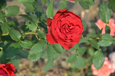 Rosa 'Botero' - růže keřová - Bambuscentrum.cz