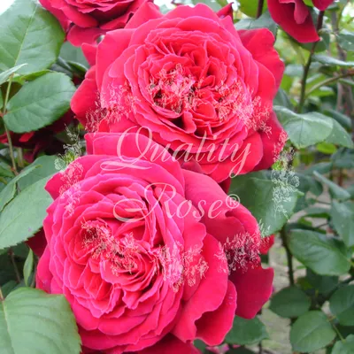 Роза Botero (Ботеро) – купить саженцы роз в питомнике в Москве