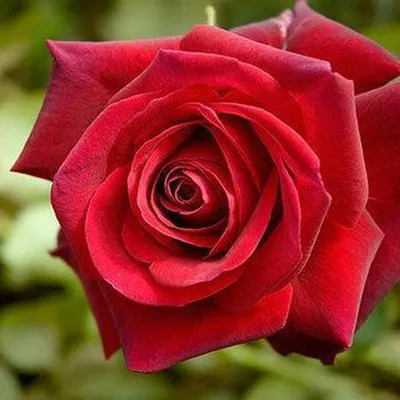 Rosa Botero ® Meilland ad alberello in vaso 24 cm