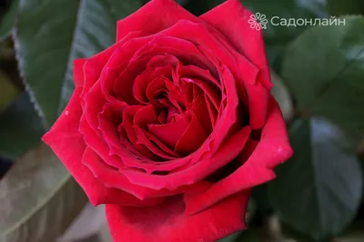 Gpt. Botero ® Climbing Roses – Famous Roses World