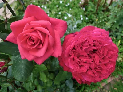 Botero\" rose