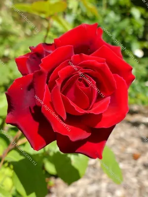 Клубни Розы Декория купить по выгодной цене в интернет-магазине OZON  (1243365663)