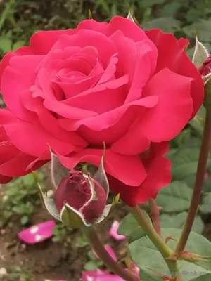Ботеро (Botero) - Чайно-гибридные розы - Розы - Каталог