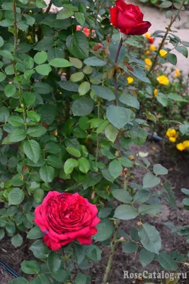 Роза Ботеро. Еще один претедент на Самый КРУПНЫЙ БУТОН в моем саду... |  Цветочная Рапсодия | Дзен