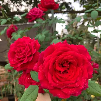 Роза чайно-гибридная Ботэро (Botero) купить выгодно ✵ Сады-Эдема.рф –  интернет магазин растений для сада