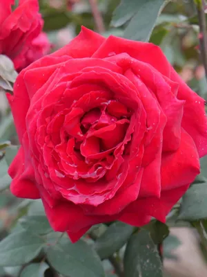 Роза романтическая Ботеро (Botero) - Розы Романтические - Розы в пакетах -  Каталог - LandSad.ru