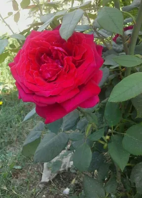 Роза Чайно-гибридная Ботеро | Калужский питомник растений